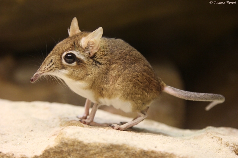 Rufous Elephant Shrew (Elephantulus rufescens)