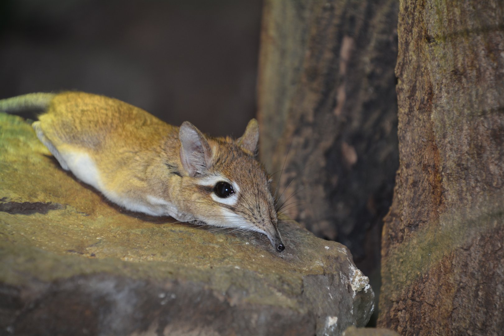 Rufous elephant shrew (Elephantulus rufescens)