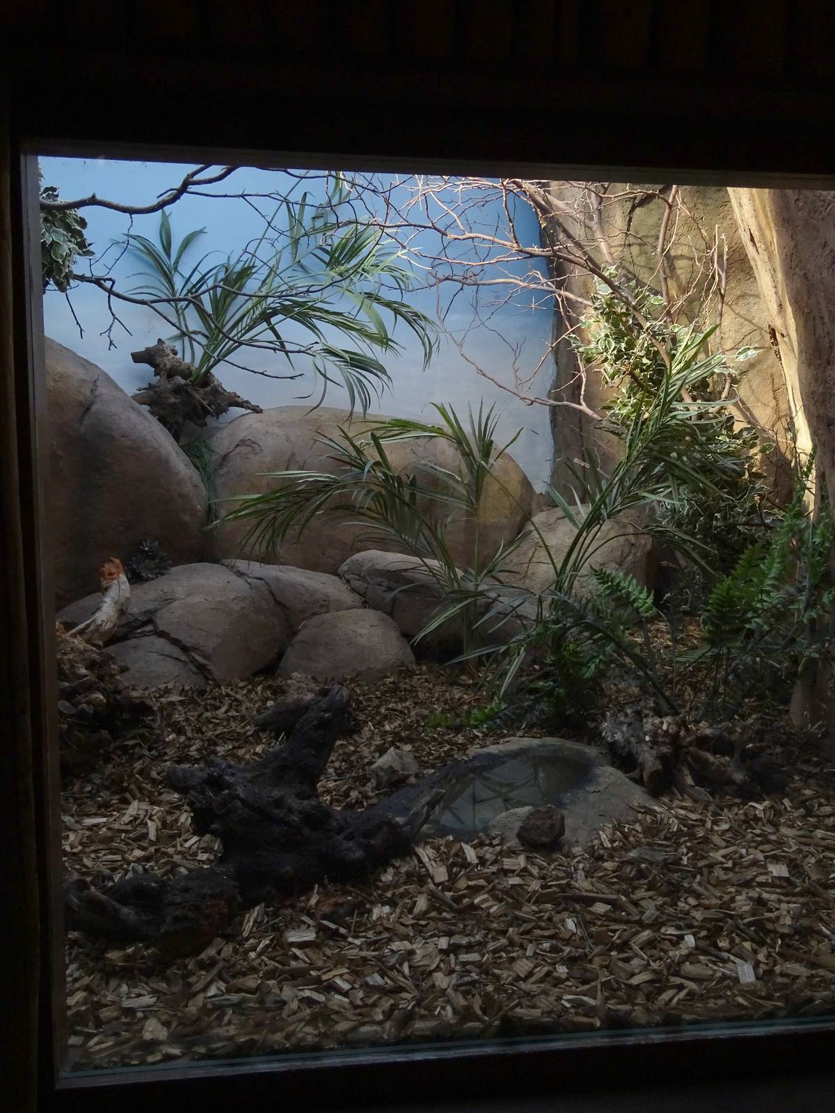 Rufous elephant shrew enclosure