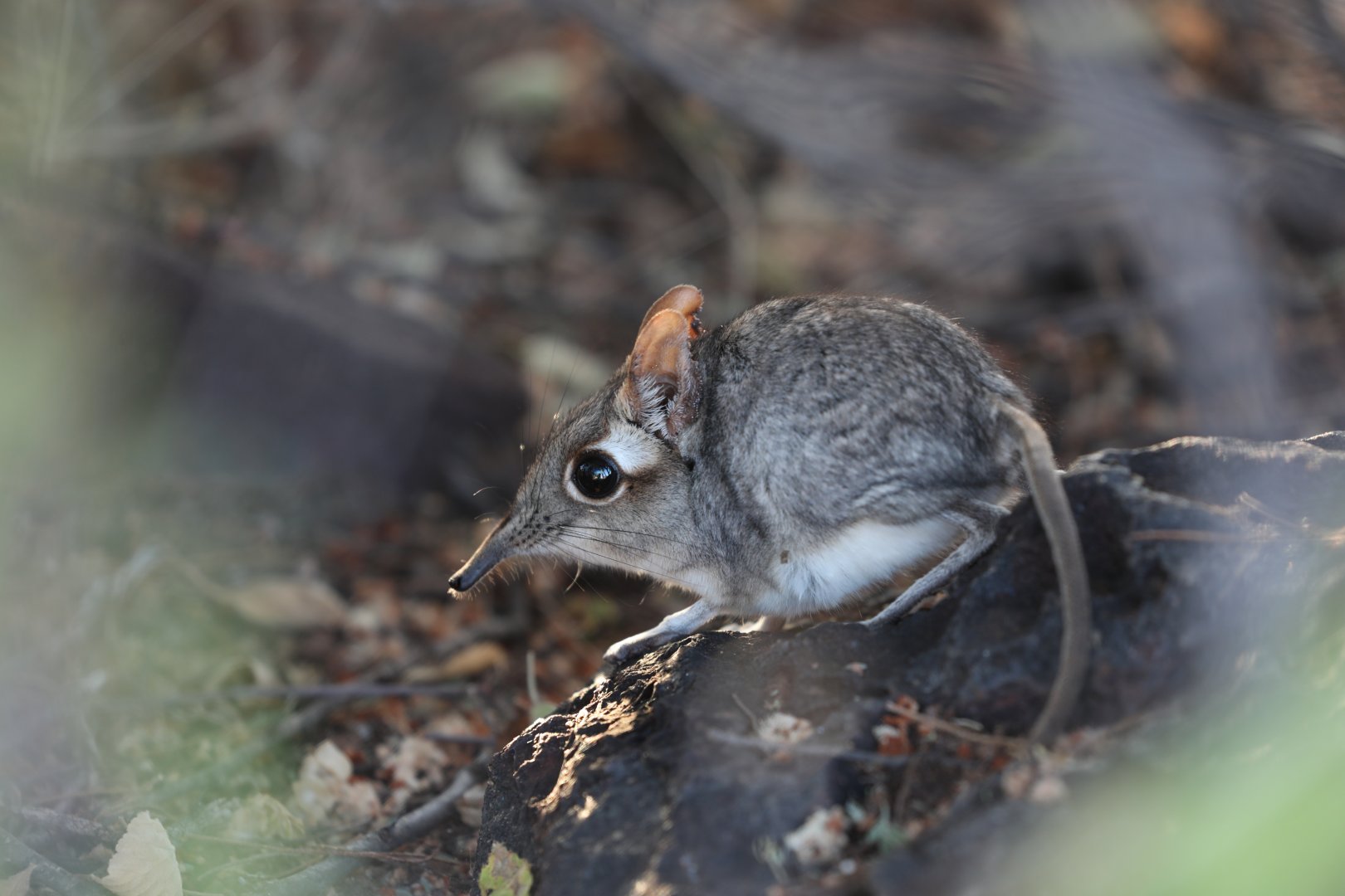 rufous elephant shrew (Galegeeska rufescens)