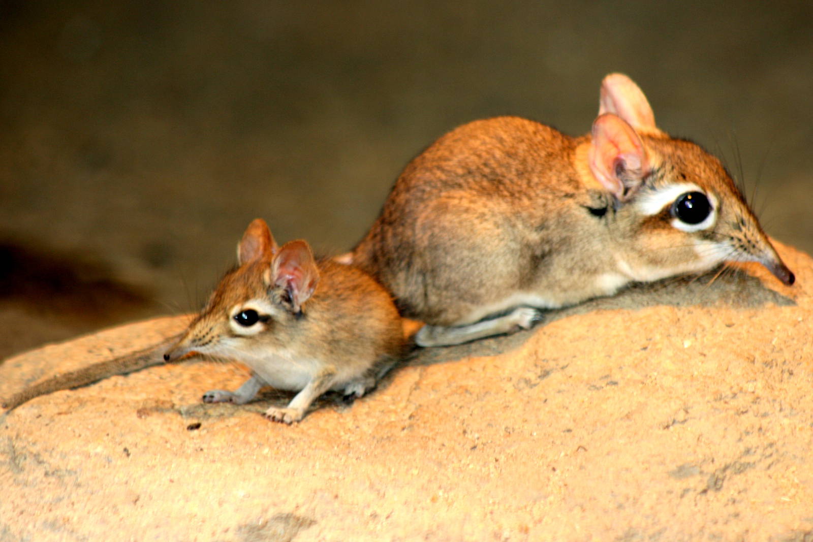 Rufous elephant shrew with youngster; Cologne; 24th May 2011