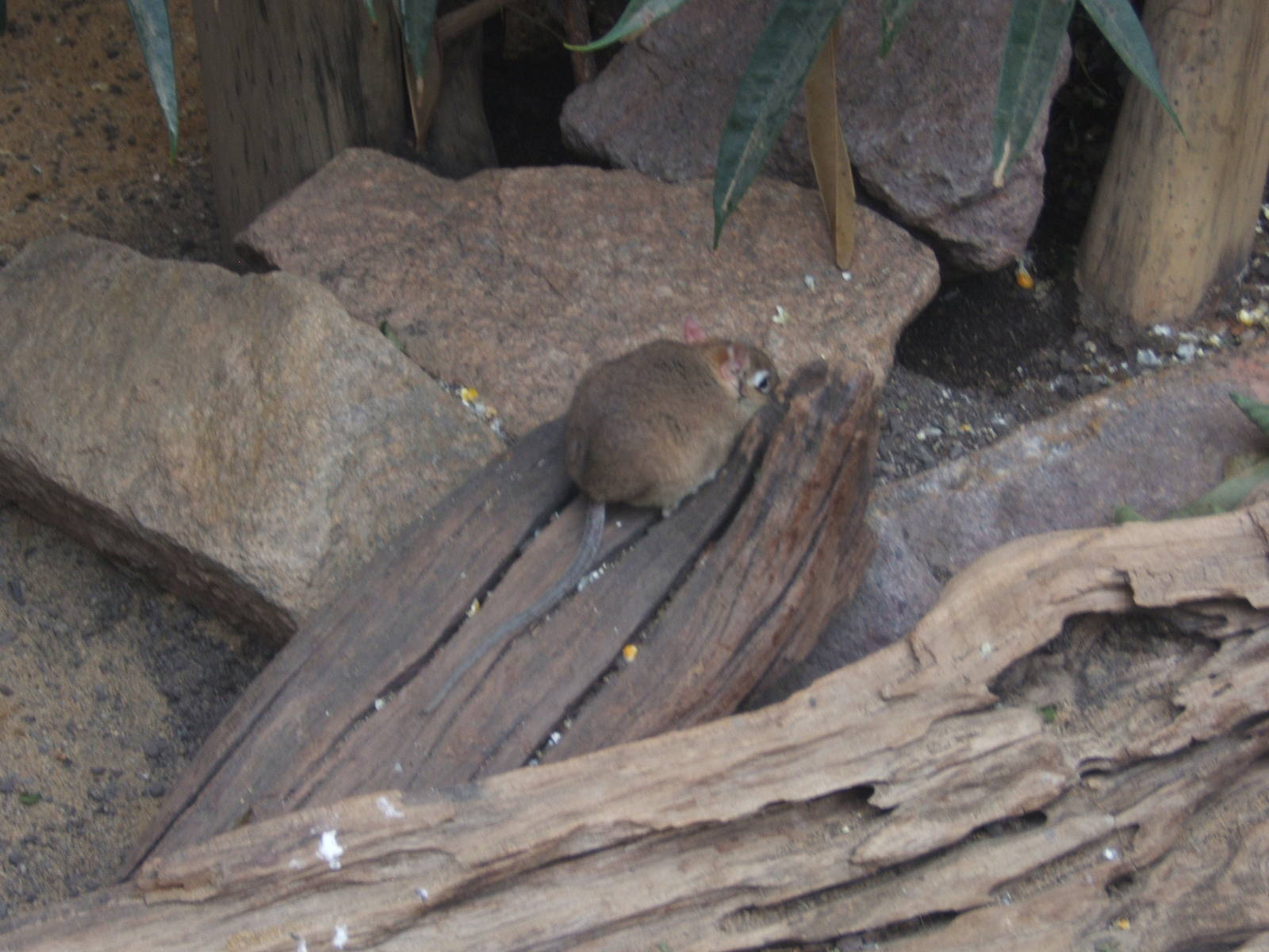Rufous Elephant Shrew