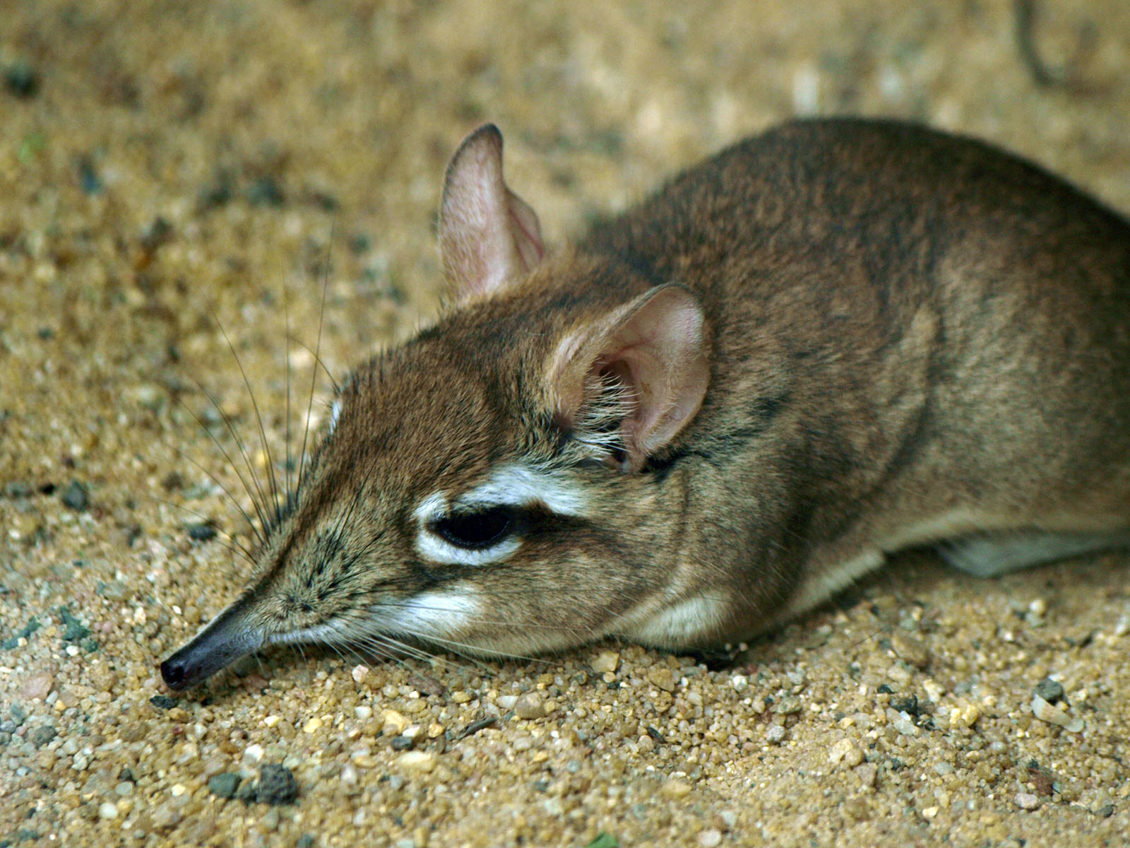 Rufous Elephant shrew