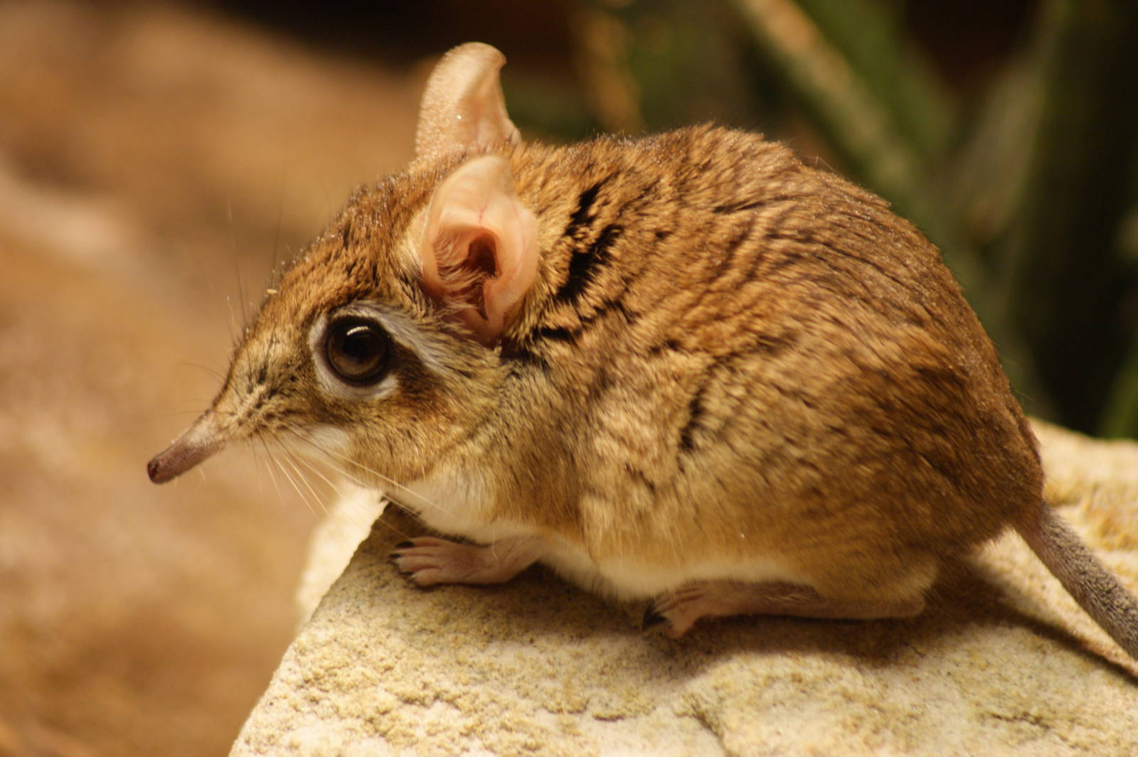 Rufous elephant shrew