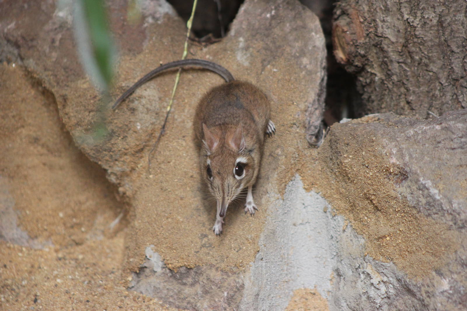 Rufous elephant shrew