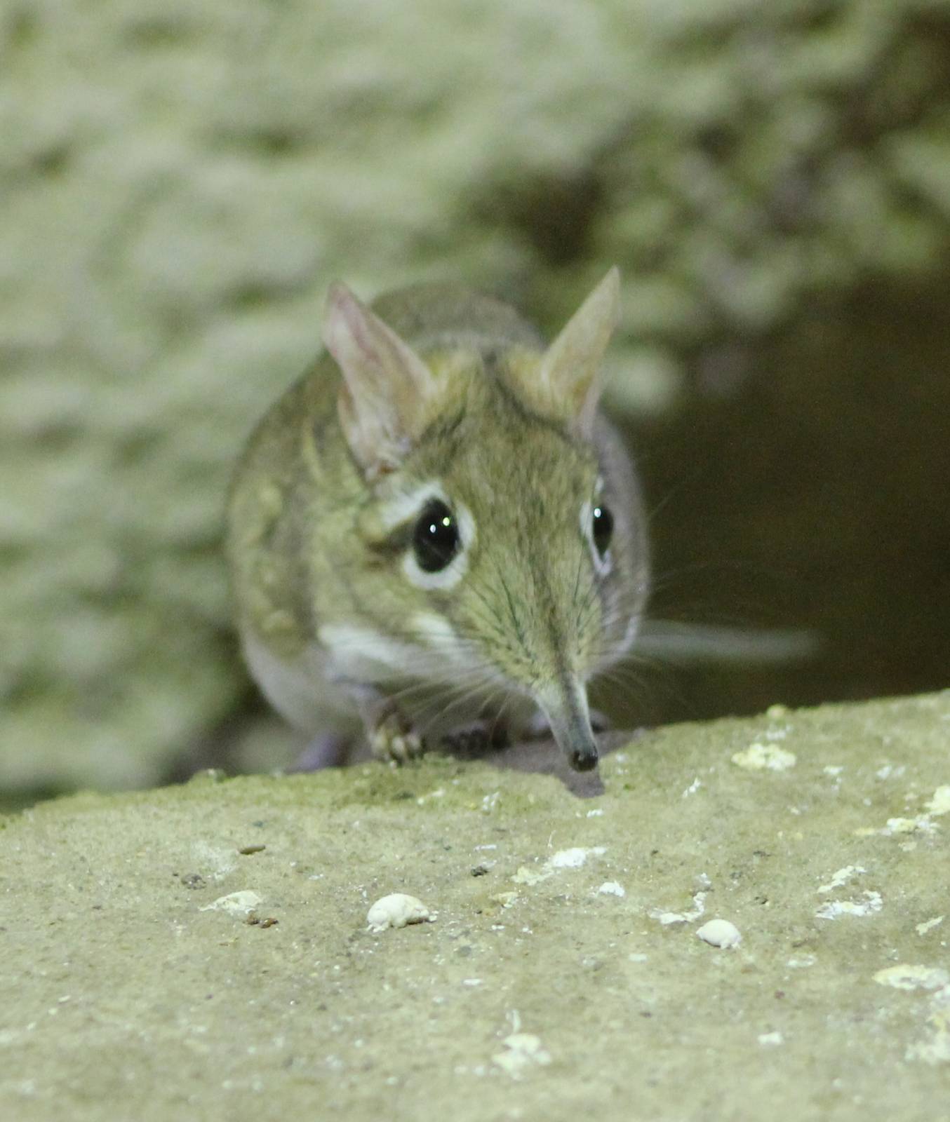 Rufous elephant shrew
