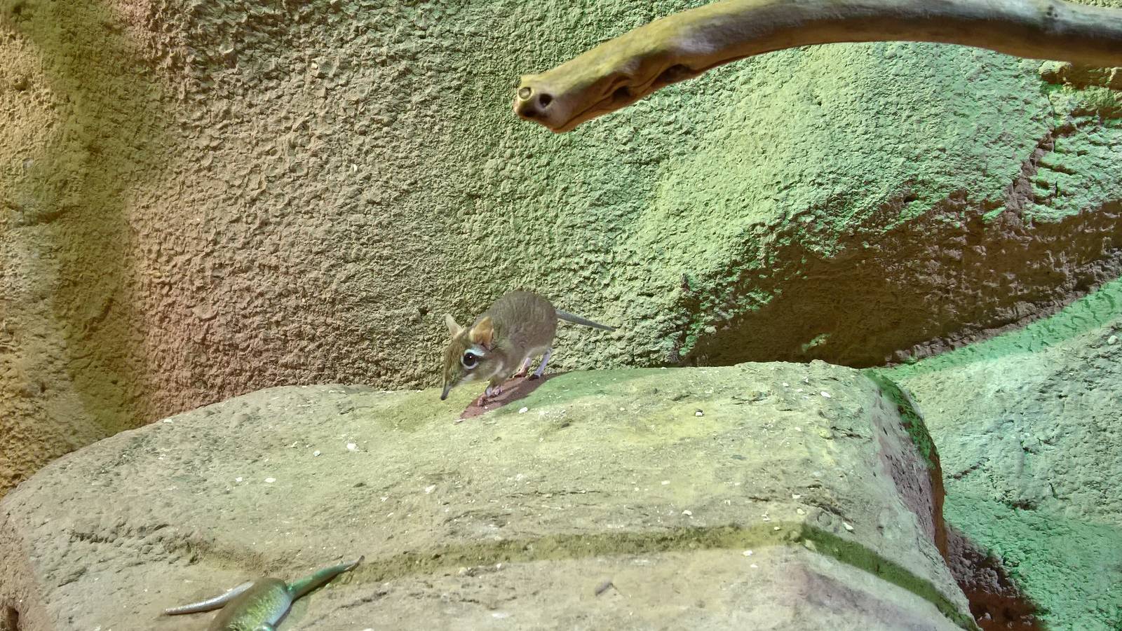 Rufous elephant shrew