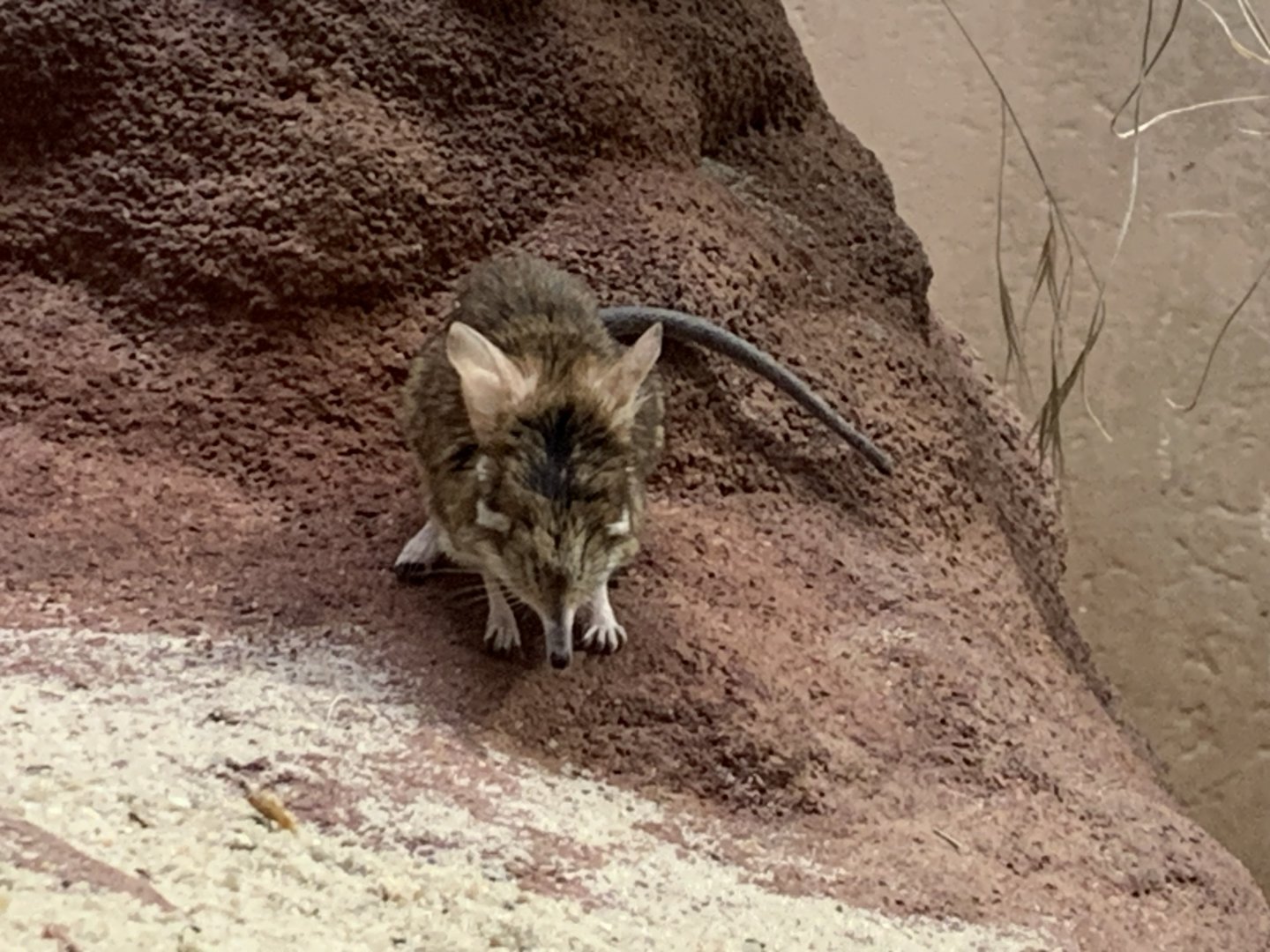 Rufous elephant shrew
