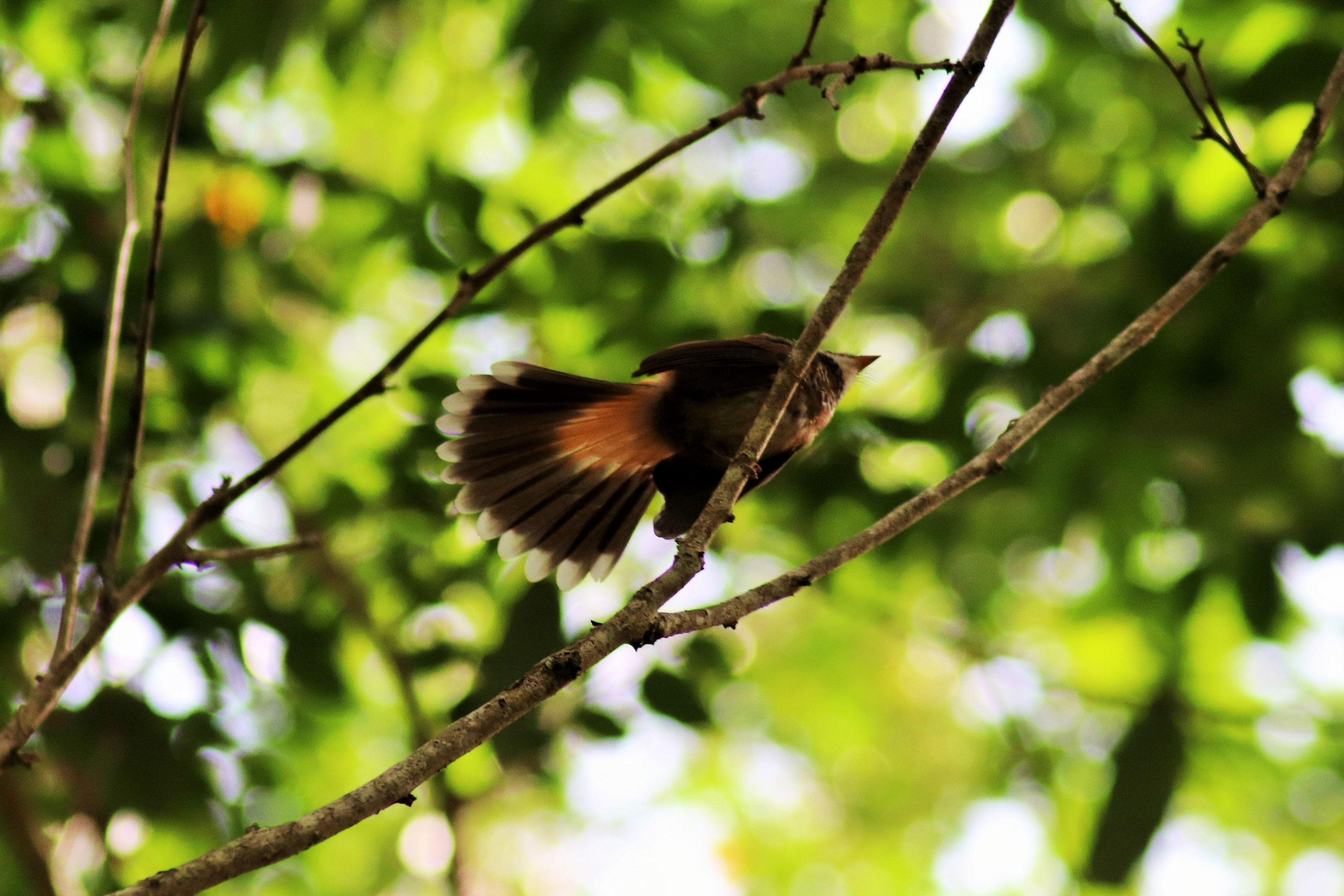 Rufous Fantail (Rhipidura rufifrons)