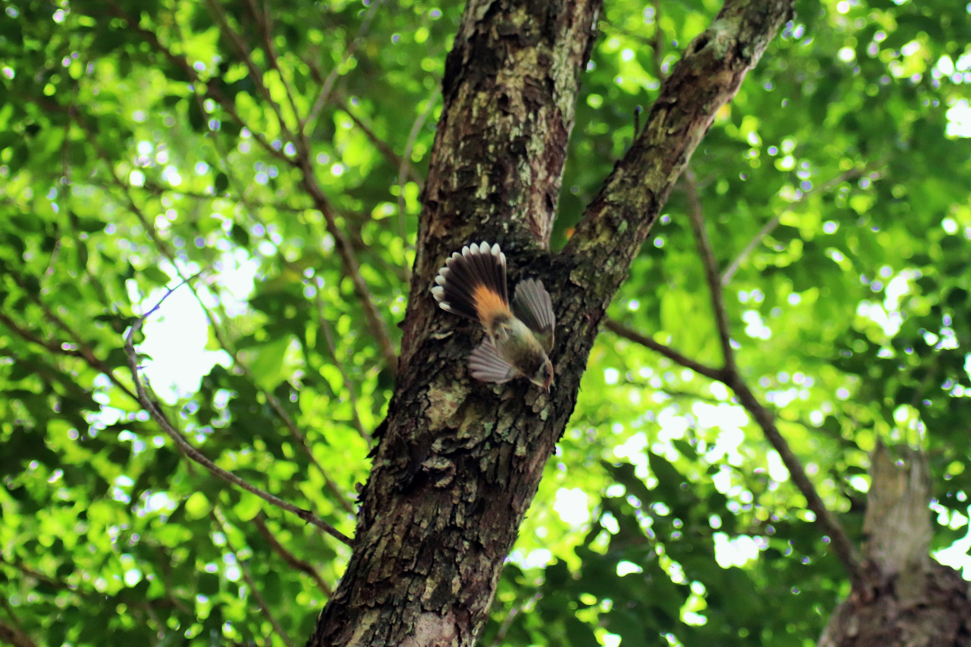 Rufous Fantail (Rhipidura rufifrons)