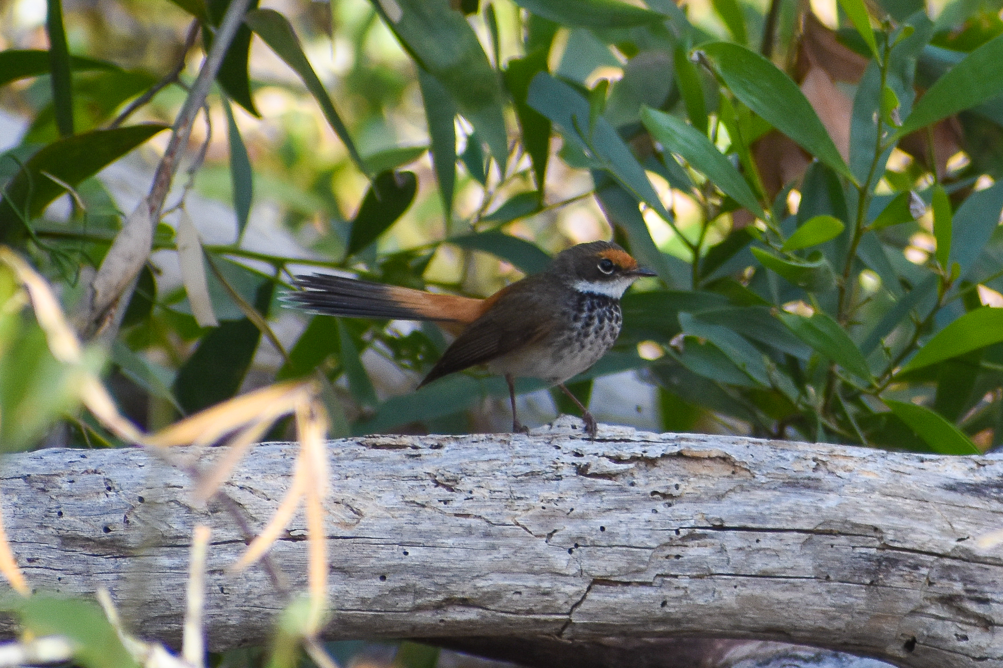 Rufous Fantail (Rhipidura rufifrons)