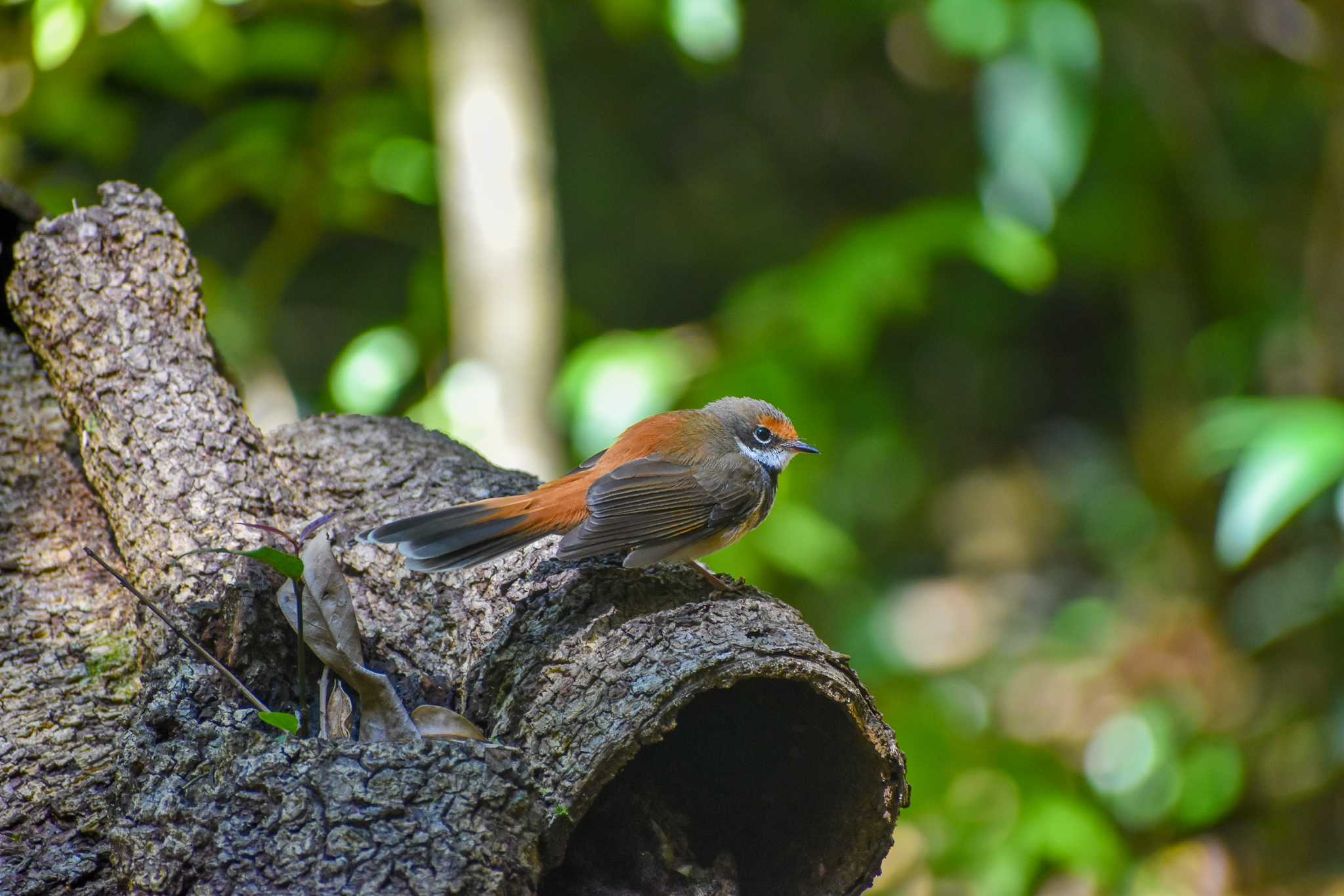Rufous Fantail (Rhipidura rufifrons)