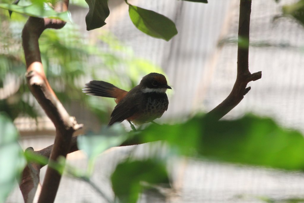 Rufous Fantail