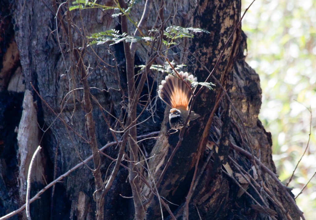 Rufous Fantail