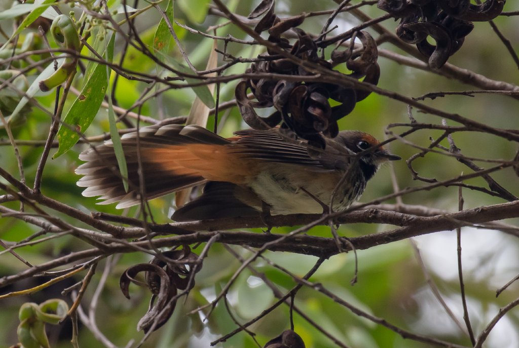 Rufous Fantail