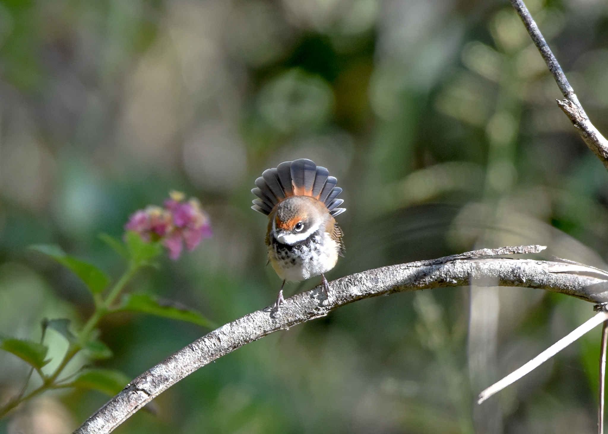 Rufous Fantail