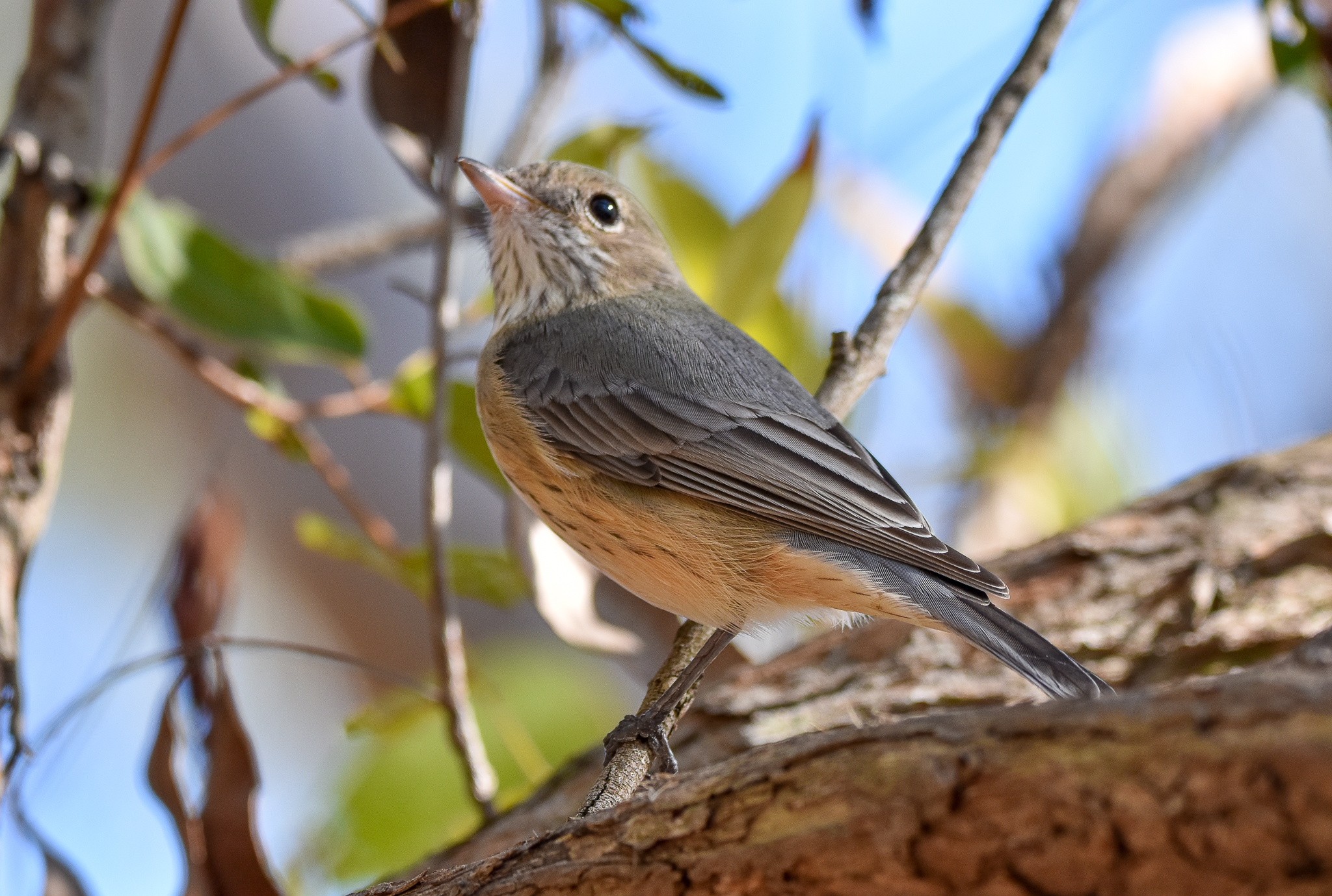 Rufous Fantail