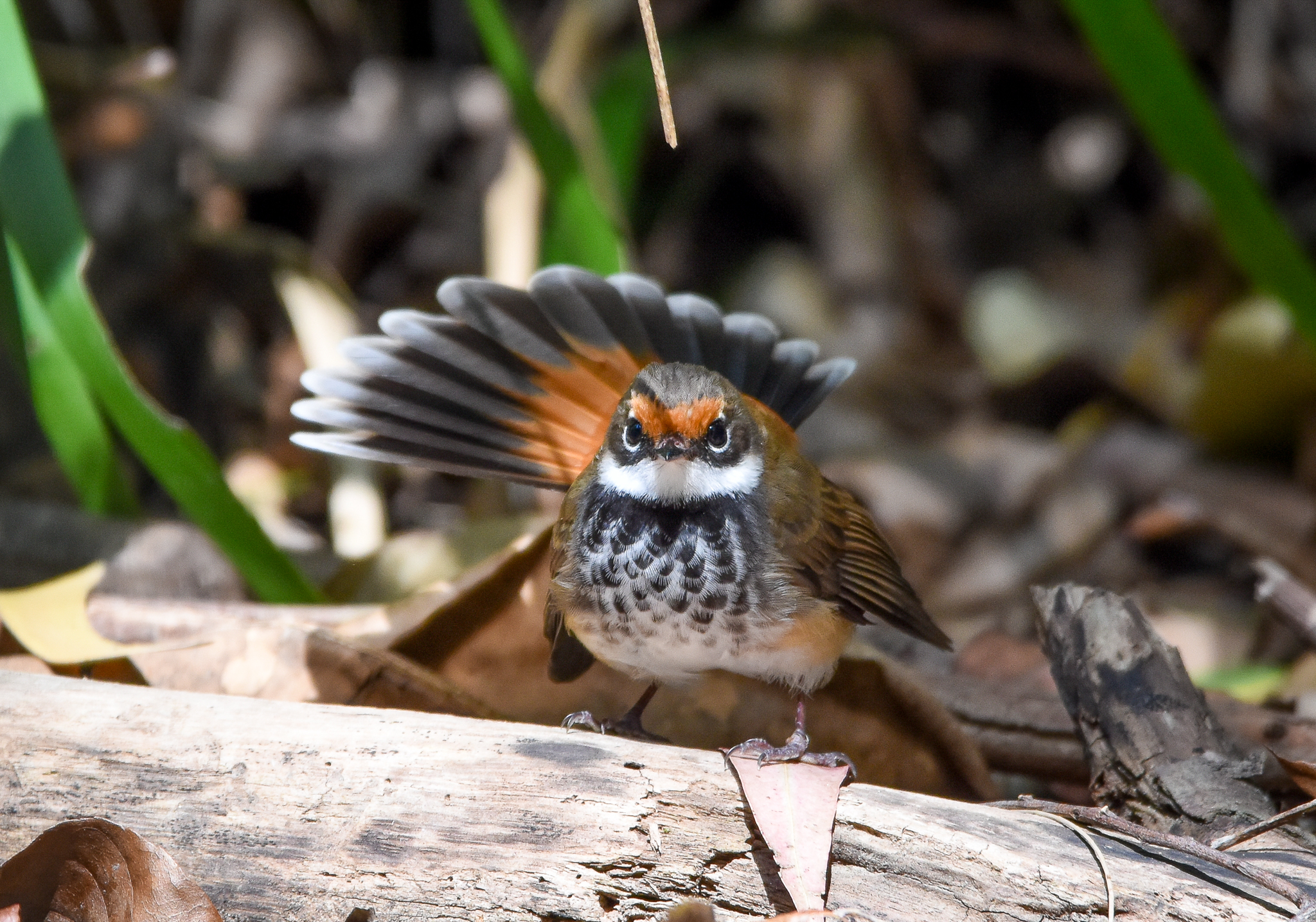 Rufous Fantail