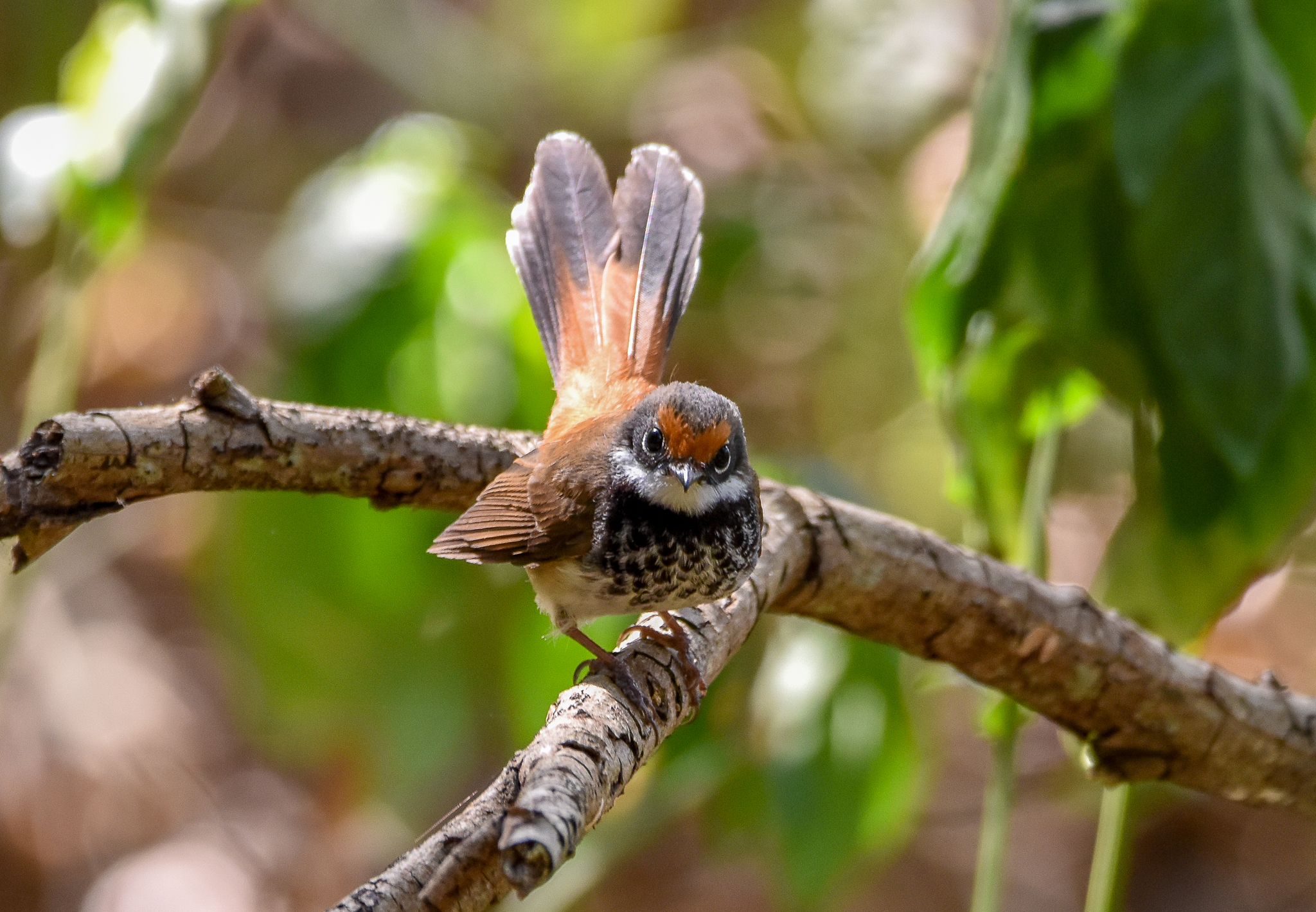 Rufous Fantail