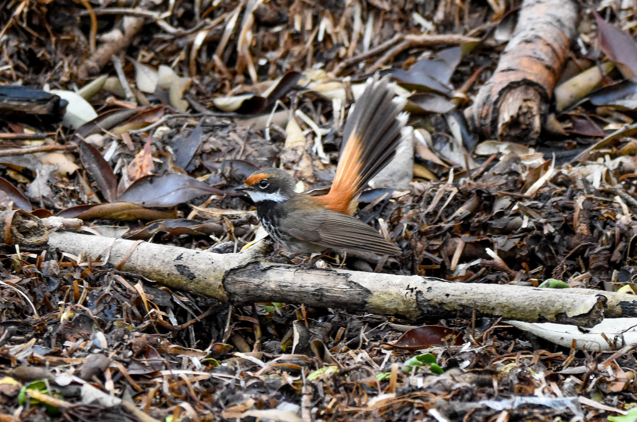 Rufous Fantail