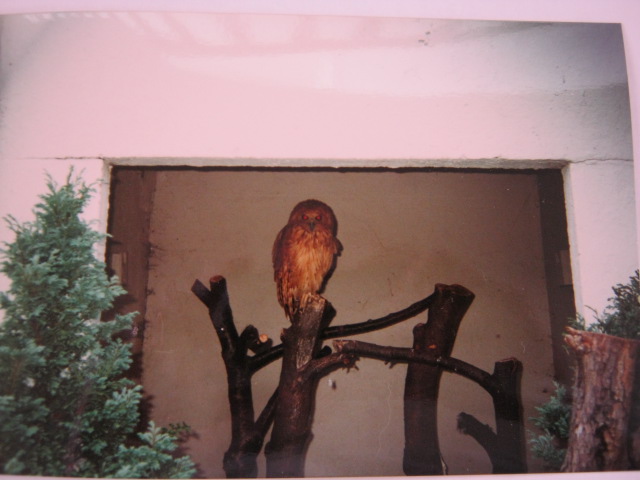 Rufous Fishing Owl London Zoo June 1990.