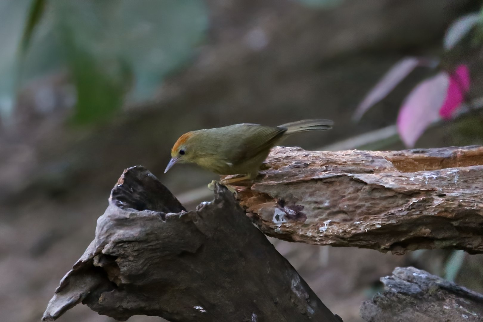 Rufous-fronted Babbler (Cyanoderma rufifrons)