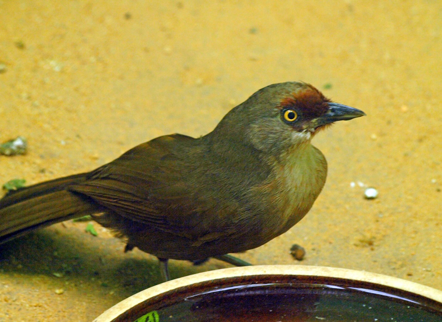 Rufous-fronted Laughing thrush