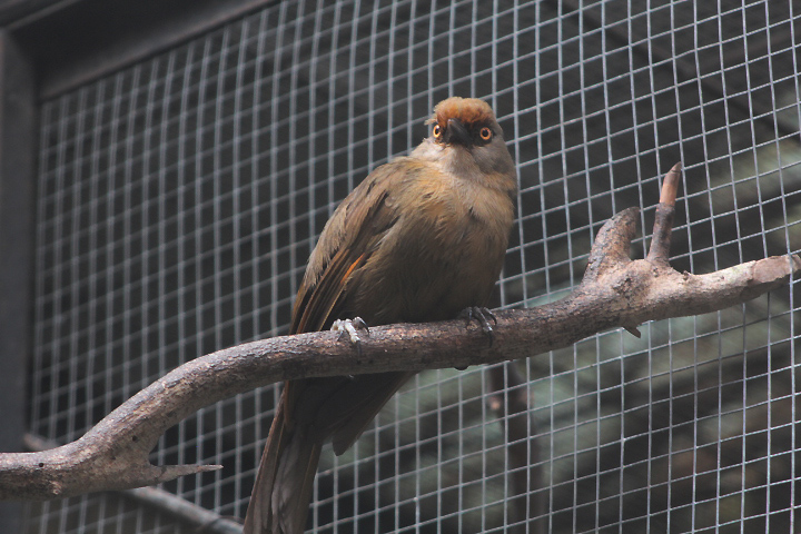 Rufous-fronted laughingthrush (Garrulax rufifrons rufifrons) - PCBA
