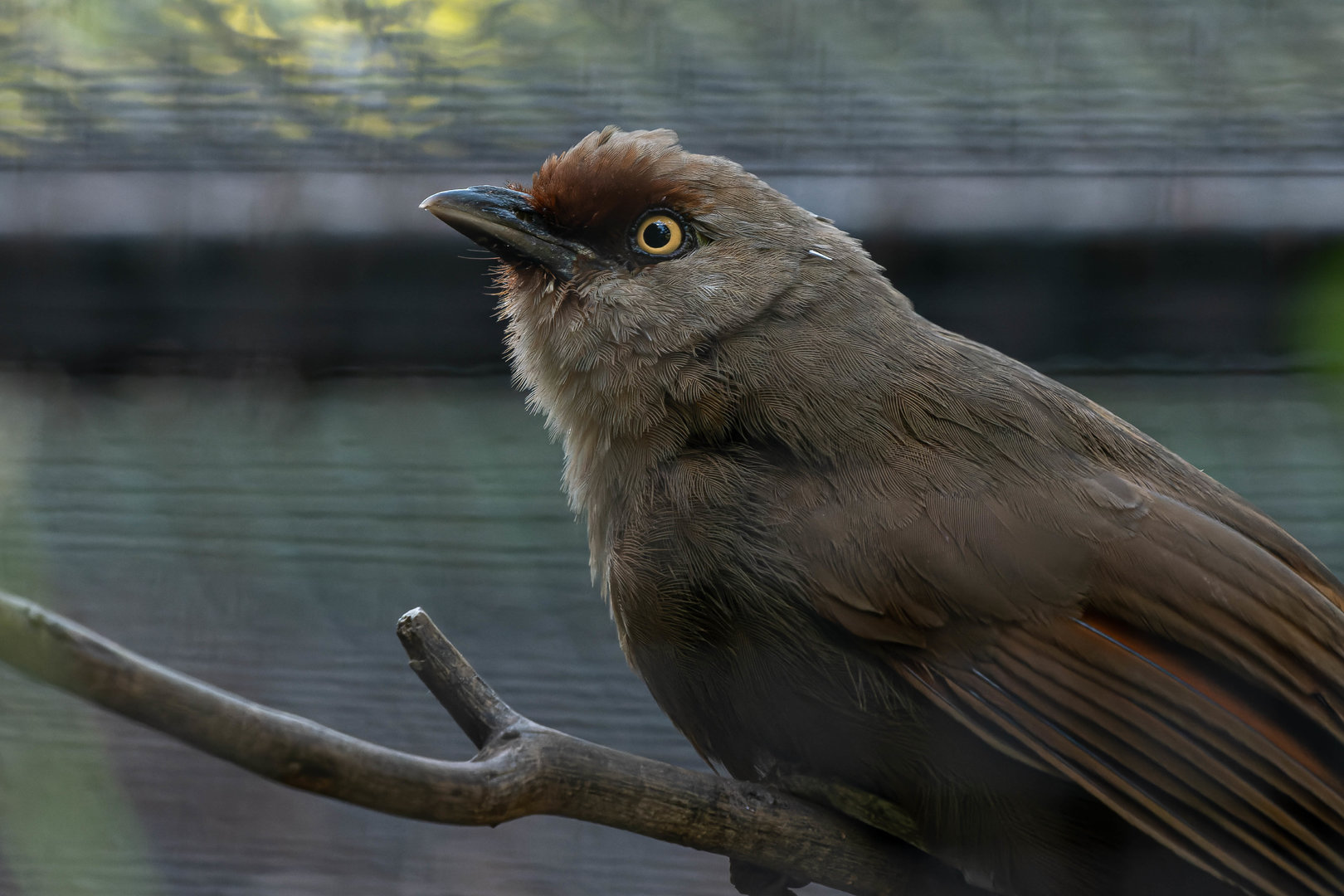Rufous-fronted laughingthrush (Garrulax rufifrons)