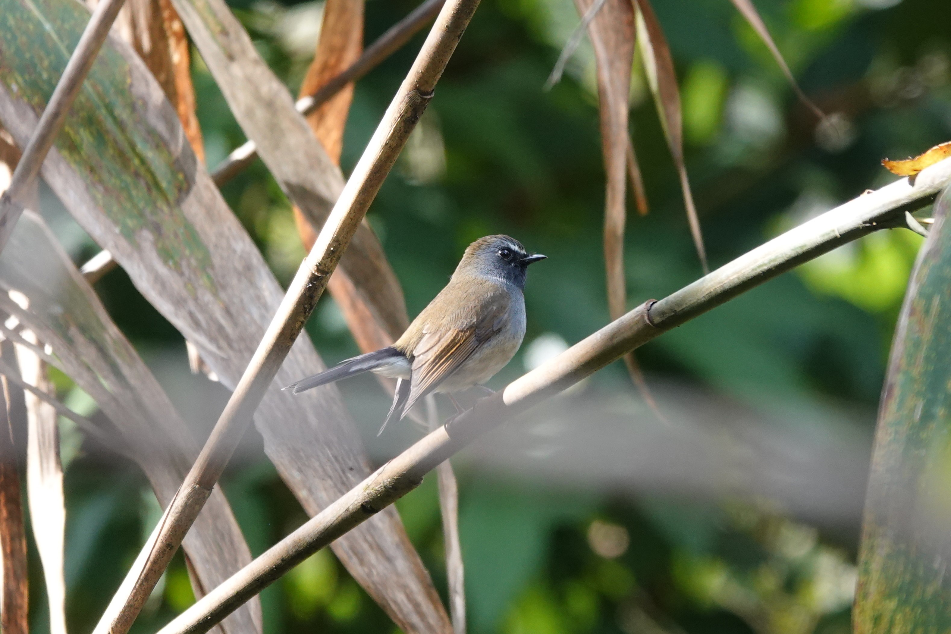Rufous-gorgeted Flycatcher