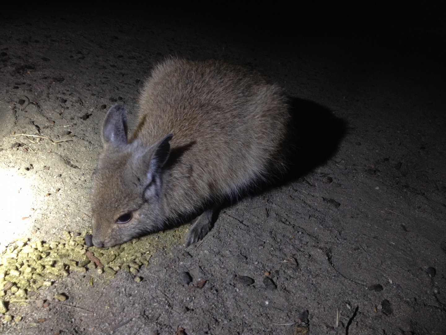 Rufous Hare-wallaby (Lagorchestes hirsutus)