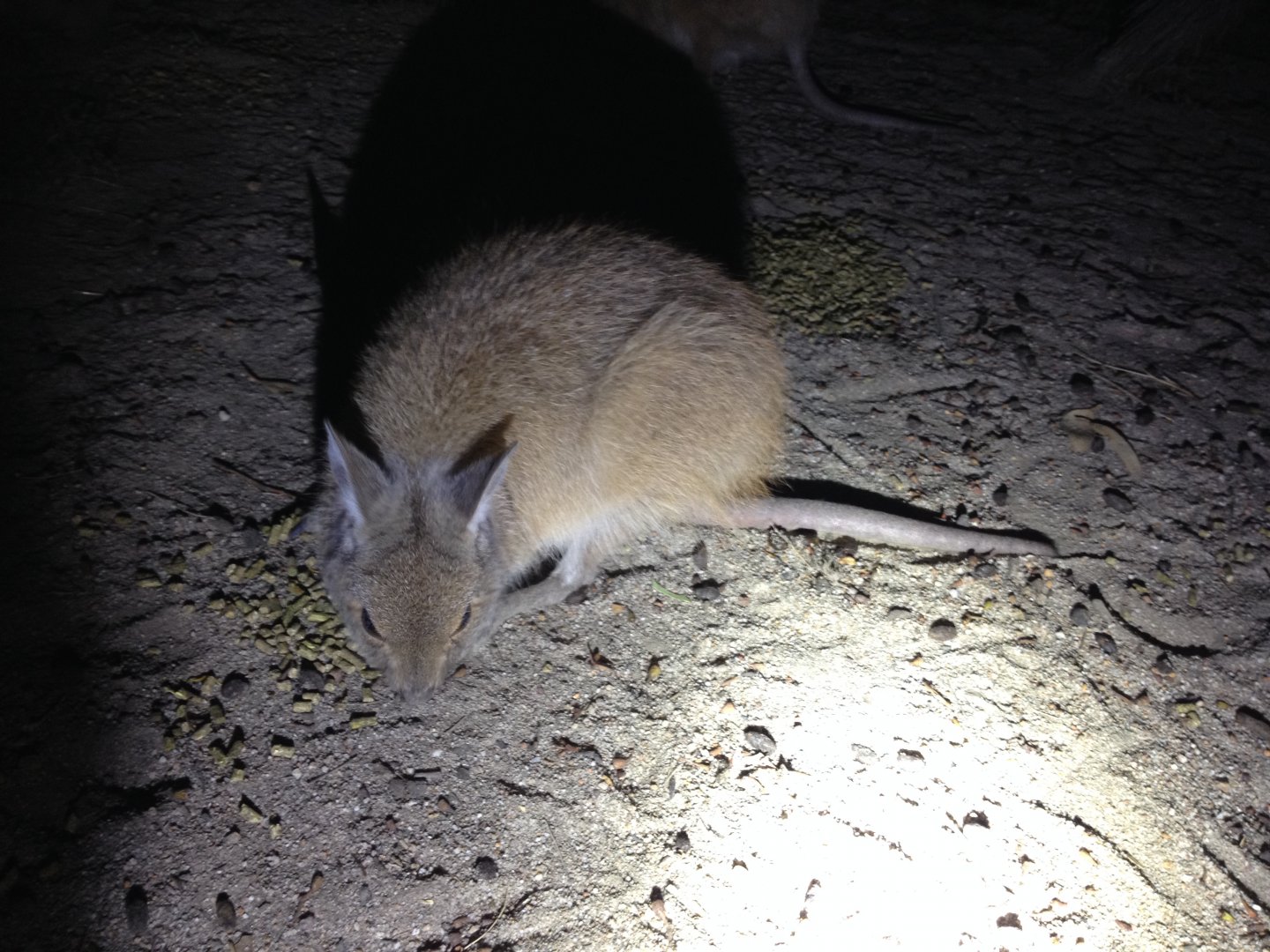 Rufous Hare-wallaby (Lagorchestes hirsutus)