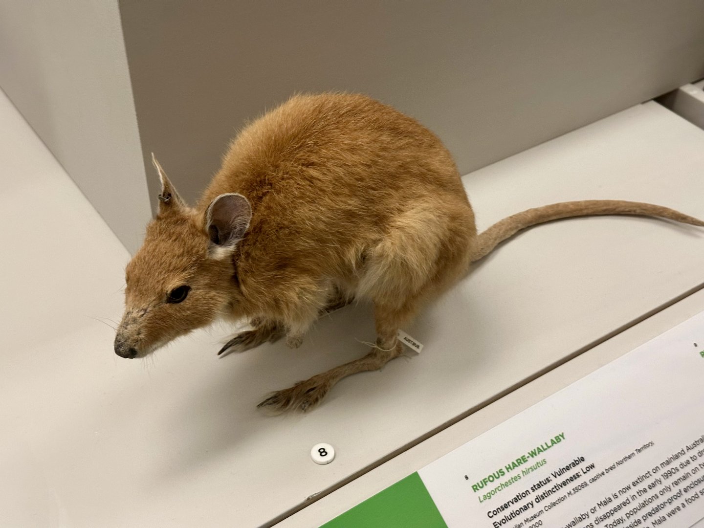 Rufous hare-wallaby (Lagorchestes hirsutus)