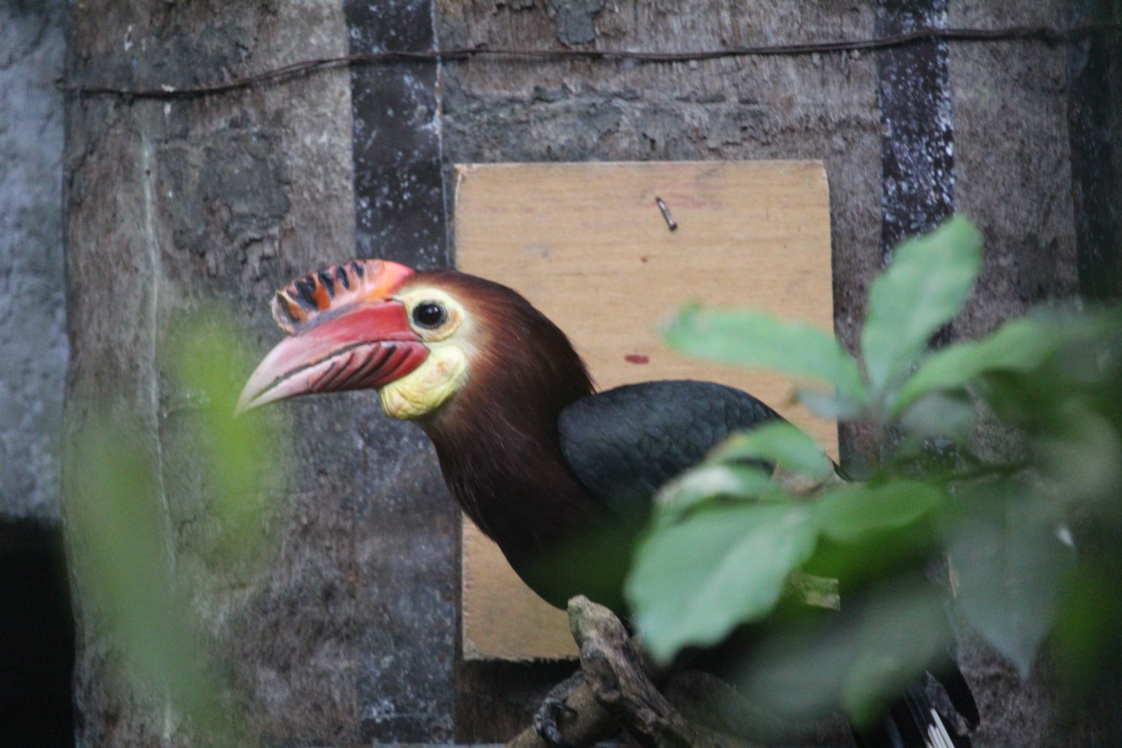 Rufous-headed horbill (Rhabdotorrhinus waldeni)