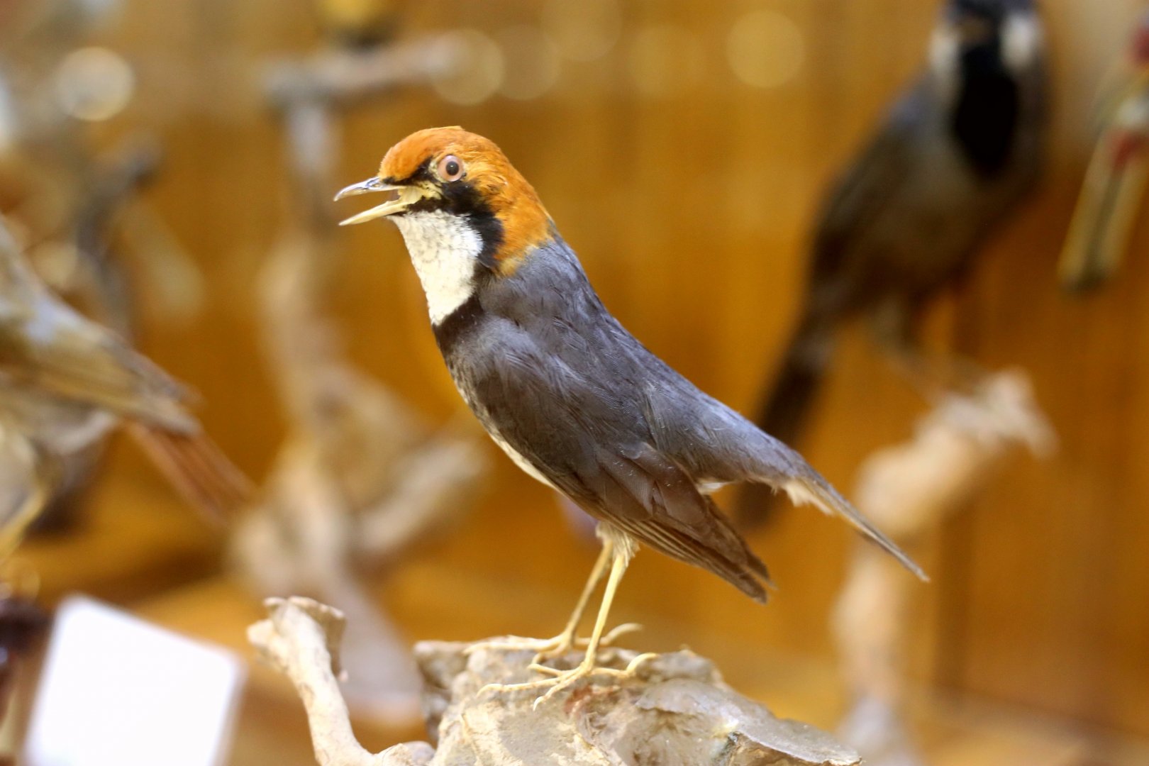 Rufous-headed Robin (Luscinia ruficeps)