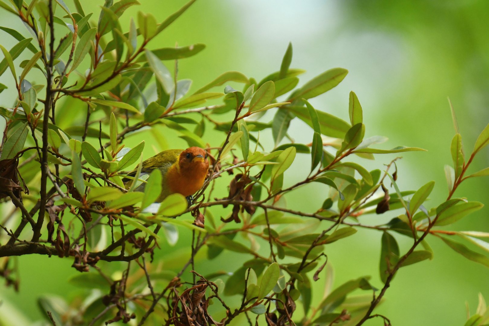 Rufous-headed Tanager (Hemithraupis ruficapilla)