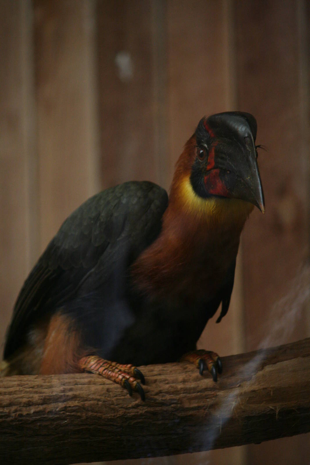 Rufous hornbill, 01/10/2011