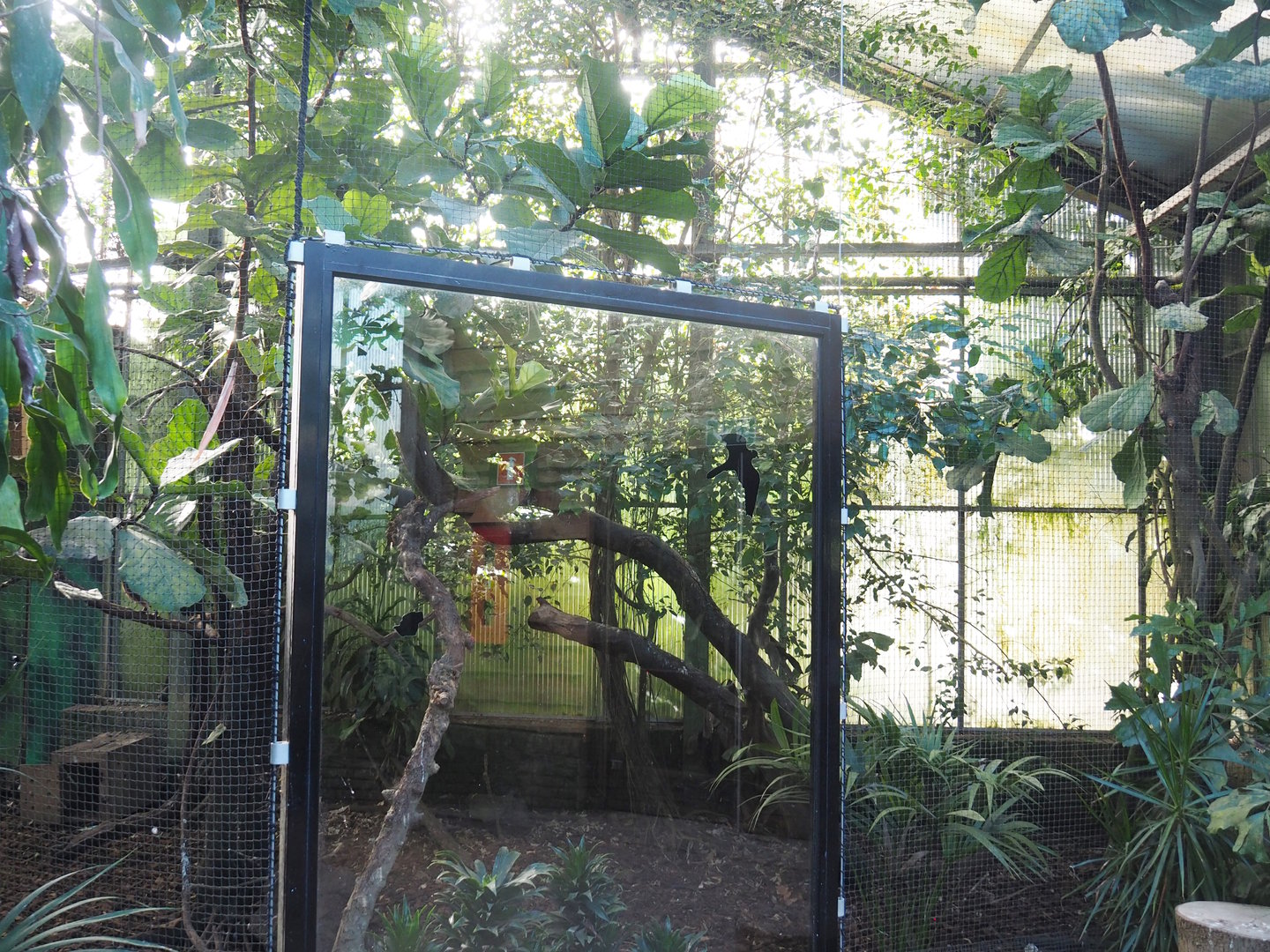 Rufous hornbill and Red junglefowl aviary, 2022-08-28