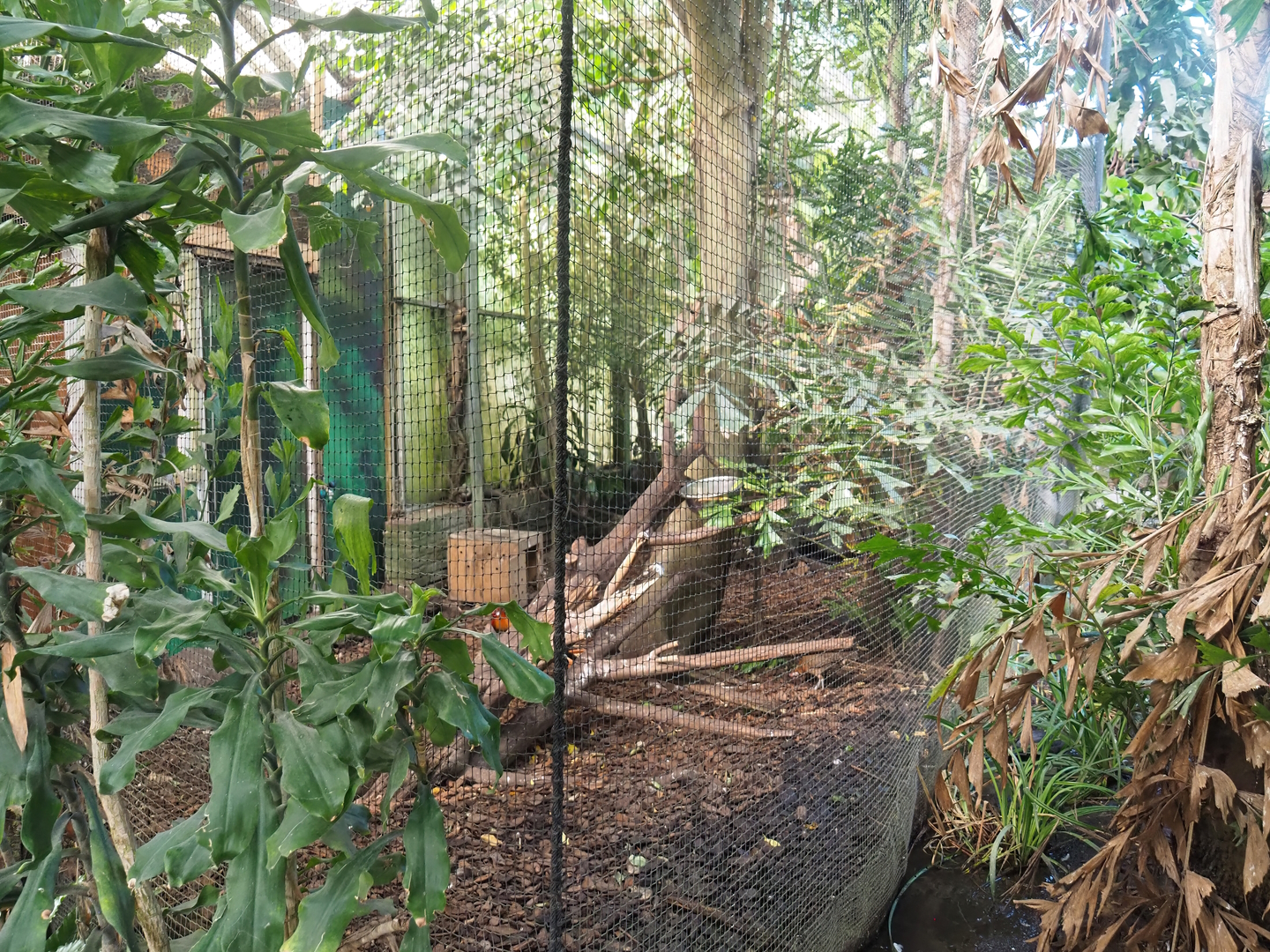 Rufous hornbill and Red junglefowl aviary, 2022-08-28
