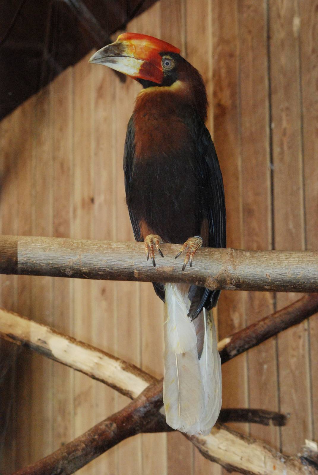 Rufous Hornbill at Colchester, 31/08/13