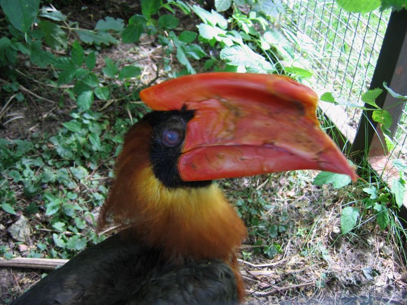 Rufous hornbill at Dvur Kralove
