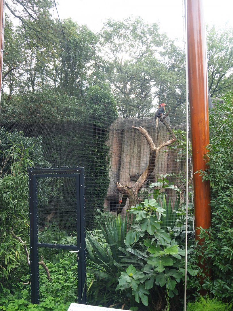 Rufous hornbill aviary, 2023-08-17