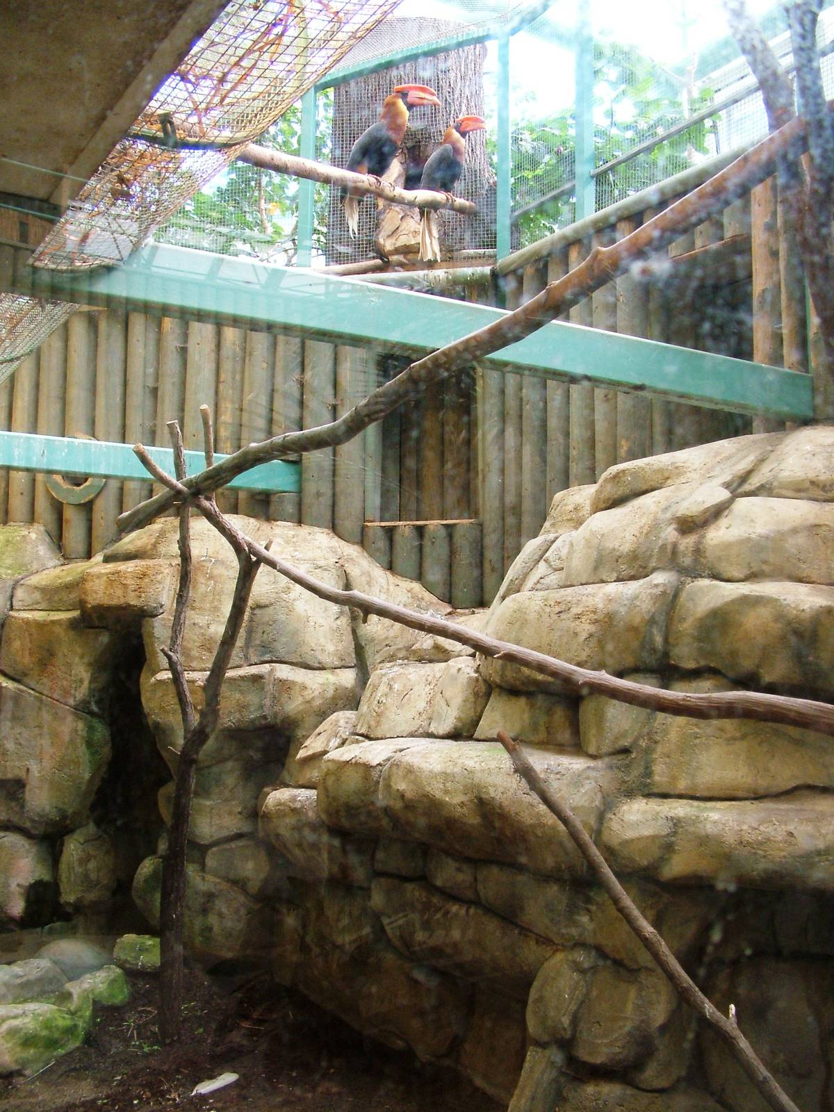 Rufous Hornbill Aviary at Liberec, 28/08/12