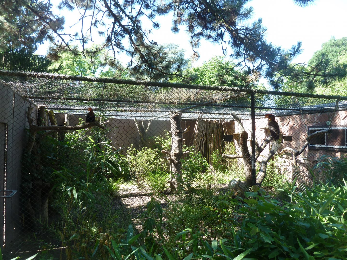 Rufous hornbill aviary