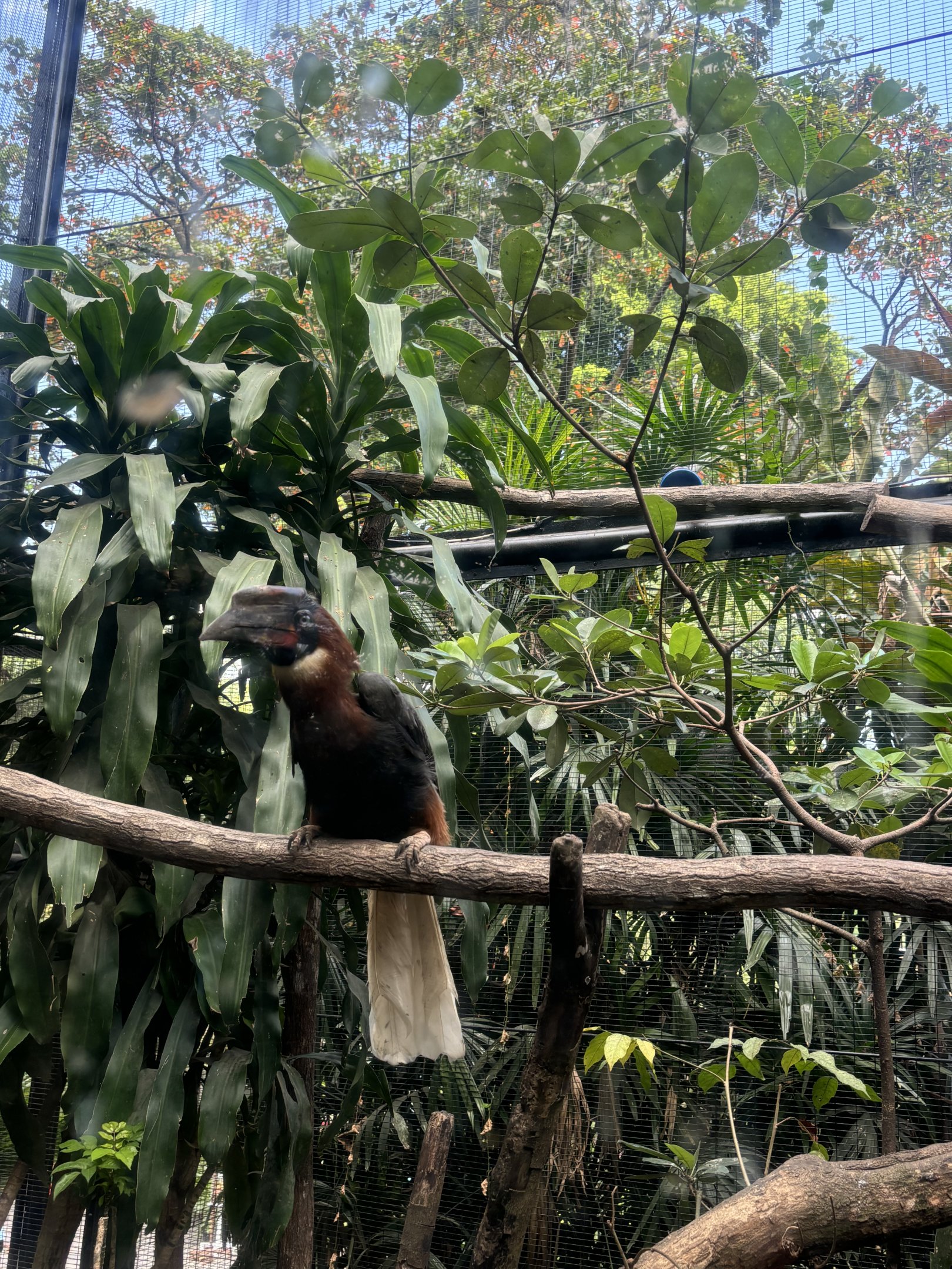 Rufous Hornbill Aviary