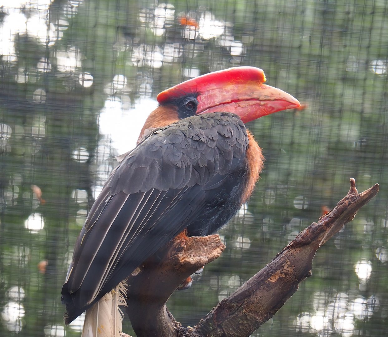 Rufous hornbill (Buceros hydrocorax), 2023-08-17