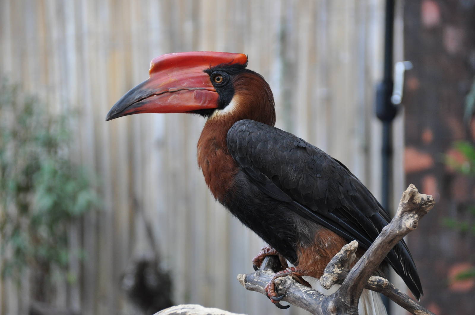 Rufous hornbill/ Buceros hydrocorax hydrocorax