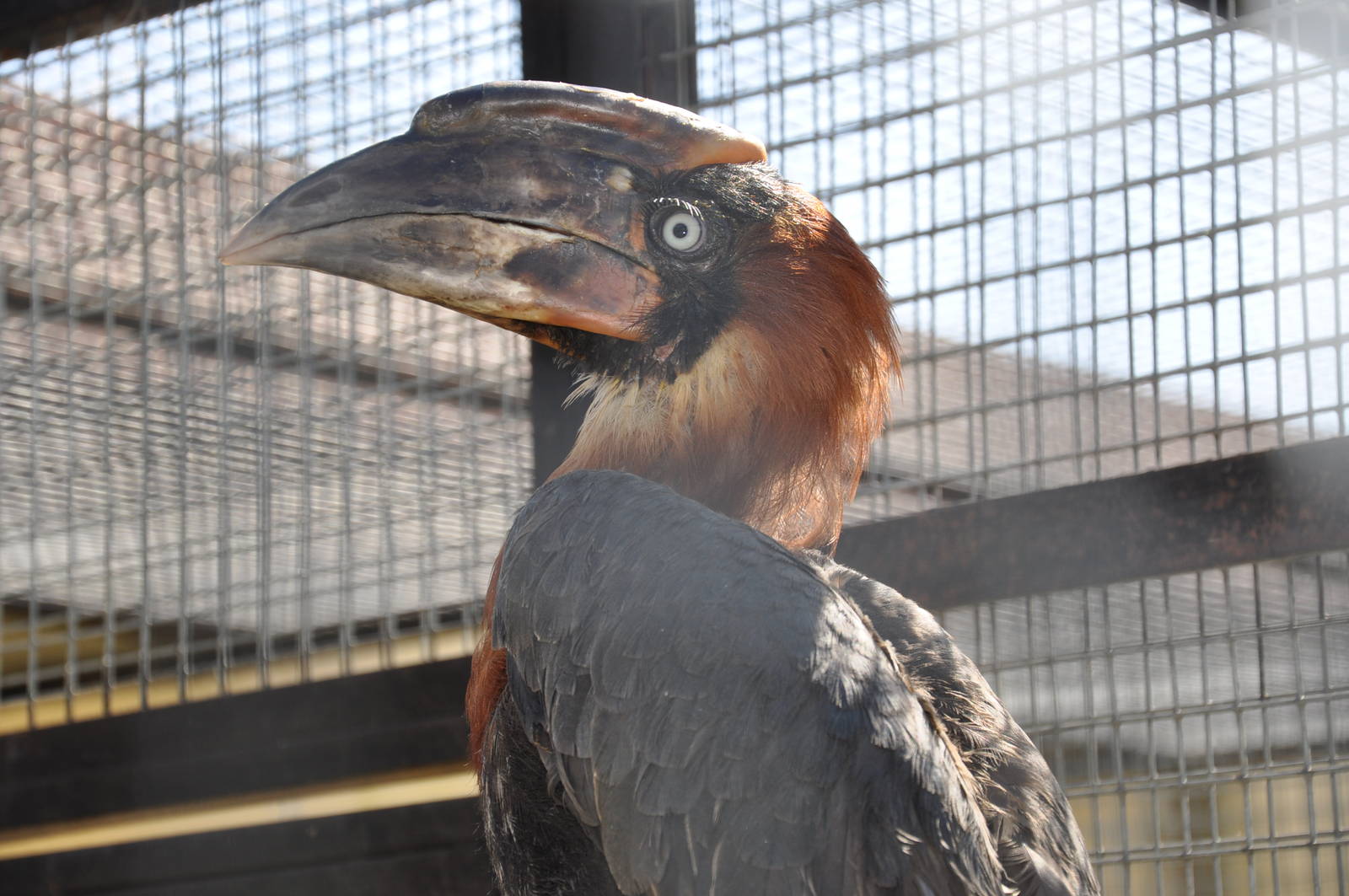 Rufous hornbill/ Buceros hydrocorax mindanensis