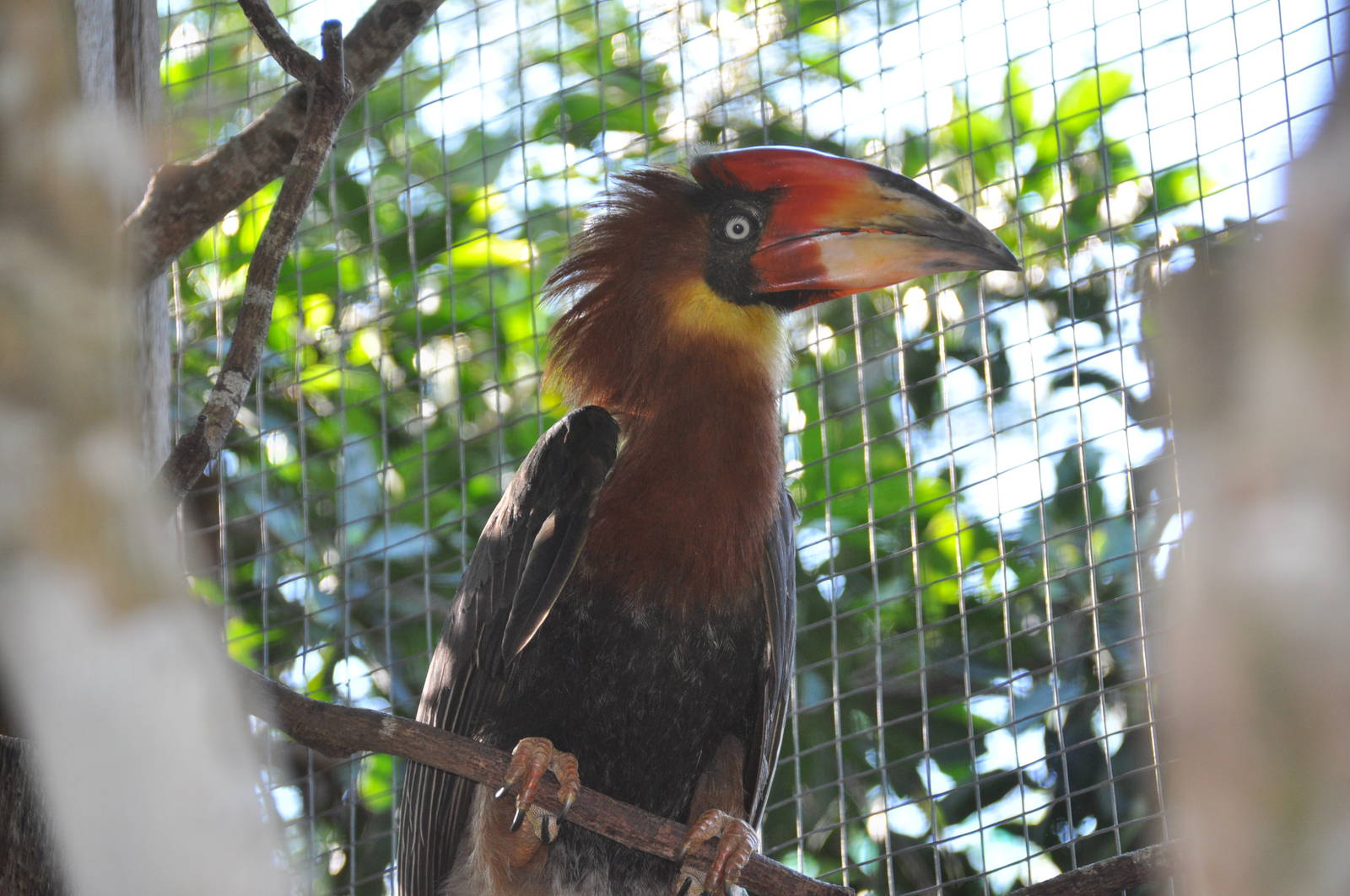 Rufous hornbill/ Buceros hydrocorax semigaleatus