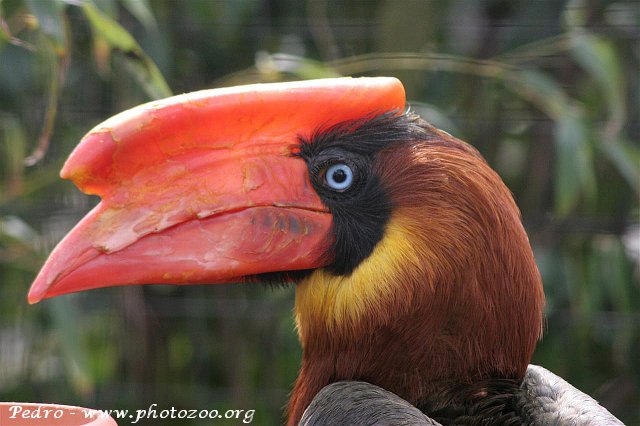 Rufous hornbill (Buceros hydrocorax)